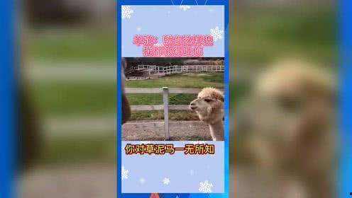 娱乐吃瓜名字